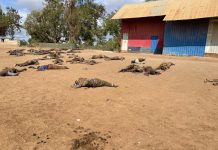 Meydadka 75 kamid ah maleeshiyaadka Al Shabaab oo la soo bandhigay