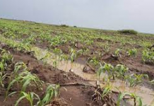 MAXAA KA HORTAAGAN DHALINTA SOOMAALIYEED INAY BEERAHA TACBADAAN