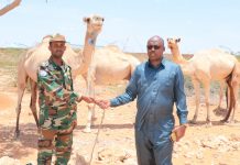 Madaxda Galmudug oo deeq xoolo nool ah gaarsiiyay taliska ururka 6-aad