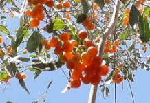 GEEDKA KA MAREERKA OO DAWO U AH JADEECADA.