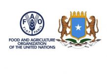 FAO iyo Dowladda Soomaaliya oo bilaabay xog ururin ku saabsan nidaamka cunto ee Soomaaliya