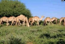 Bakool:dad xoolo dhaqato ah oo ku waxyeeloobay qarax miino l