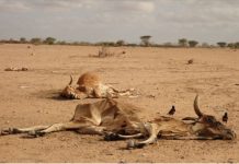 Qeylo dhaan xooggan oo laga muujiyay abaaraha ku dhuftay Wajeer