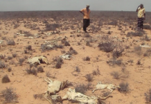 Abaaro daran oo laga soo werinayo gobolka Gedo