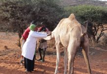 Jubbaland oo daah-furtay olole lagu daweynayo xoolaha nool