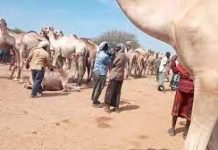 Argagixisada Al-Shabaab oo dad xoolo dhaqato ah ka afduubtay gobolka Mudug