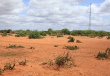 Ciidamada xoogga dalka oo howlgal qorsheysan ku qabtay labo ka tirsan argagixisada Al-Shabaab