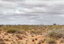 Galmudug oo qaaday tallaabo looga hortagayo xaalufinta dhirta