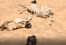 Dadka ku dhaqan Tuulooyin katirsan Gobolka Sanaag oo ay abaartu saamaysay