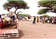 Dhaqdhaqaaq ganacsi oo dib uga bilowday suuqa xoolaha ee ceelbarde