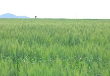 Ra’iisul wasaaraha Ethiopia oo sheegay in ay soo saarayaan Qamandi ku filan