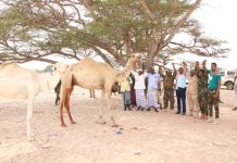 Maamulka iyo waxgaradka degmada Baxdo oo qaaday tallaabo dhiiri-gelineysa dagaalka ka dhanka ah Khawaarijta