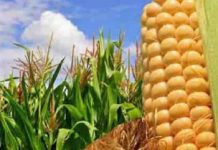 GANACSI MA KA SOCON KARAA MEEL AAN AMNI AHAYN?