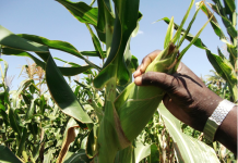 TUUGSI IYO TACBASHO KALA MUUNAD ROON