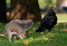 SHEEKADII: DUKE IYO DABAGAALLE