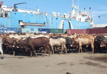 KHEYRAADKA DABIICIGA AH EE DALKA SOOMAALIYA