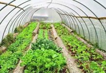 MUQDISHO OO KU SOO BADANAAYO BEERO CASRI AH.