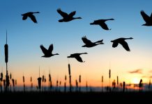 ISU TANAASULKA WAA DOOR SHARIIF KA AH BULSHADA DHEXDEEDA