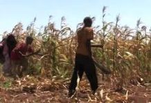 SIDEEN KAGA FAA’IIDAYSAN KARNAA DALAGA BEERAHEENNA.