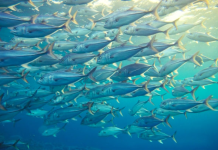 BADAHU WAA KEYD CUNTO OO ALLE NOOGU DEEQAY