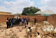 Generaal Biixi oo guddoomay deeq xoolo ah oo loogu talagalay ciidanka DF ee dagaalka kula jira Khawaarijta