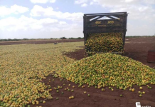 DHOOFINTA LIIMO DHANAANTA LA QALLAJIYEY.