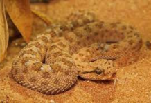 ABAAL DARRADII ABEESADA