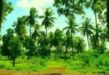 Horjoogihii kooxda khawaariijta ee tuulada Maaya Faarax oo isu soo dhiibay ciidanka dowladda