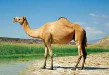 MAANDEEQ MAXAA LOO GOWRACAYAA?