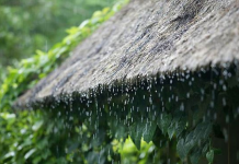 ROOBAB LIXAAD LEH OO KA DA,AY GOBOLLADA DALKA