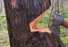 MUSUQU WAA SAL WEYN YEHEE MASAAR AF WEYN