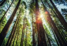 SOOMAALIYA IYO GEED ALWAAXA