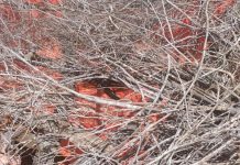 KHAWAARIIJTA KHIIL DAMBE UMA HARIN