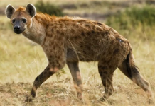 WARAABE BAA LAGA SHEEGAY: ILLA CANKA SUBAGU SOO QUBO MA QABOOBAAYO