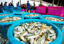 MAALGASHIGAA MUUJIYA HORUMARKA DHAQAALAHA