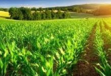 TACABKA BEERAHA DHAQAALAHEENA WAX MA KA BADDALI KARAA?