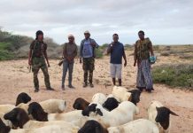Ciidamada dowladda ee ku sugan Galcad oo lagu wareejiyay xoolo lagu dhiiragalinayo