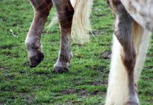 GABADHII QOOBKA DAMEERAHA LAHAYD