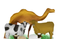 SI LOO HELO DAD IYO DUUNYO CAAFIMAAD QABA MAXAAN U BAAHAN NAHAY?