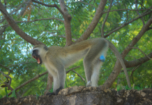 DAANYEERKA AMA KAROWGA OO KU SOO BADANAYA XAAFADAHA MUQDISHO