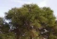 “BANAANKA CEELBUUR CARAR MOOYEE ISKA CELI MA LEH” (WARBIXIN)