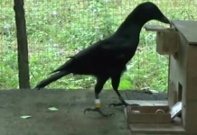 SHEEKADII GOORMAAD WAX GARATAA (QAYBTII 2-AAD)?