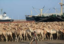 BADBAADINTA KHEYRAADKA DABIICIGA AH EE DALKA SOOMAALIYA