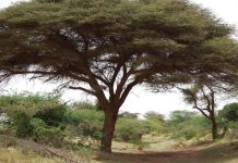 DHIRTU WAA NOOLE AY KU NOOL YIHIIN NOOLEYAASHA KALE