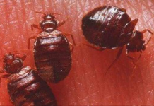 ’CAYAYAANKA LOO YAQAAN KUTAANKA AMA DHILQAHA OO DUNIDA LAGA AQOONSADAY