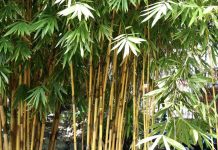 MUCJISADA GEEDKA BAMBOO