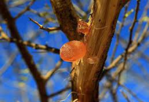 WAXYEELO MALEEDAHAY XABAGTA CADAADKA?