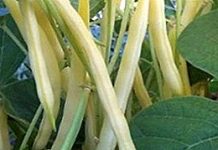 KHEYRAADKA DALKEENNA