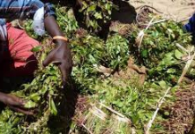 KA GANACSIGA QAADKA OO NOQDAY HOWL MAALMEED.