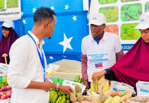 Bandhig dalagga beeraha ah oo lagu qabtay Buuloburte